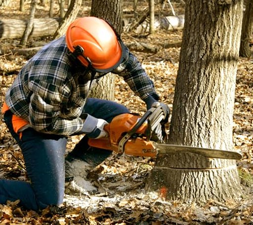 Tree Removal in Omar, WV